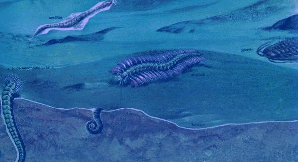 Il fondale marino dell'Era Paleozoica popolato da Alghe,Anellidi,Spugne,Celenterati Antozoi,Trilobiti